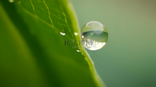 雨水节气素材背景图片_春天绿叶上的露珠水滴雨滴1素材