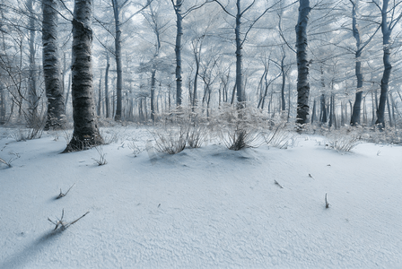 冬季林间雪地雪景图片99
