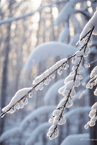 下雪白天树枝上的积雪图片050