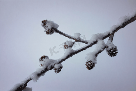 101创造营摄影照片_寒冷冬季树枝积雪图101