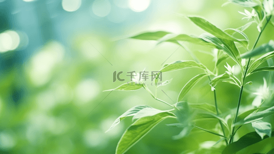 清新春季绿色枝叶光影背景设计
