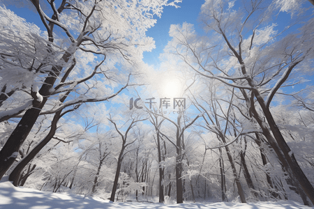 冬天背景图片_冬天温暖阳光冰雪覆盖森林树木背景(14)