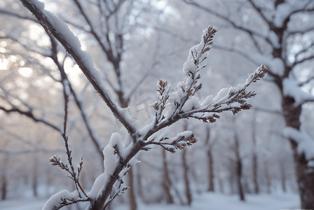 寒冷冬季树枝积雪图120