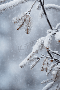 下雪白天树枝上的积雪图片102