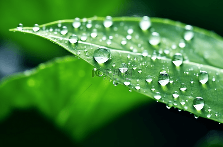 春绿叶背景图片_春天绿叶上的露珠水滴雨滴2设计