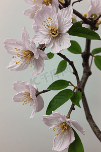 春天盛开的粉色桃花图片67