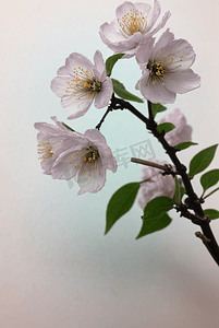 春天盛开的粉色桃花图片146