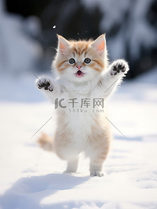 手绘线描猫咪背景图片_冬天的小猫雪中跳跃壁纸13背景图