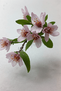 春天盛开的粉色桃花图片91