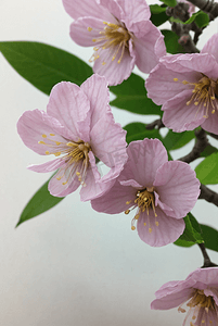 春天盛开的桃花摄影照片_春天盛开的粉色桃花图片140