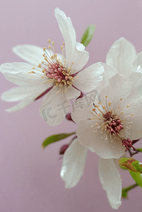 春天盛开的粉色桃花图片53