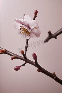 春天盛开的桃花摄影照片_春天盛开的粉色桃花图片143