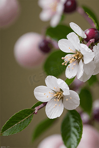 春天盛开的桃花摄影照片_春天盛开的粉色桃花图片100