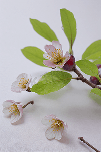 春天盛开的桃花摄影照片_春天盛开的粉色桃花图片39