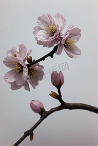 春天盛开的粉色桃花图片128