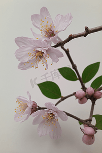 春天盛开的粉色桃花图片54