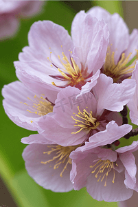 春天盛开的粉色桃花图片49