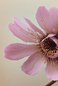 春天盛开的桃花摄影照片_春天盛开的粉色桃花图片62