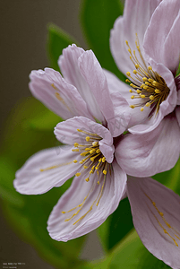 春天盛开的桃花摄影照片_春天盛开的粉色桃花图片43