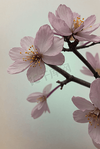 春天盛开的粉色桃花图片96