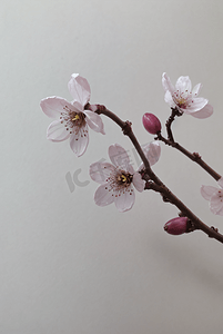 春天盛开的粉色桃花图片52