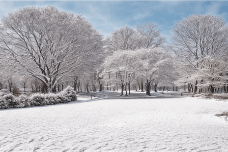 冬日树木背景图片_冬季寒冷树木白色雪景图219