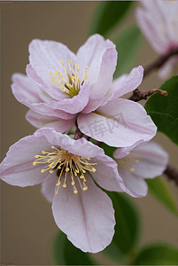 春天盛开的粉色桃花图片143