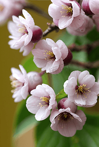 春天盛开的桃花摄影照片_春天盛开的粉色桃花图片126