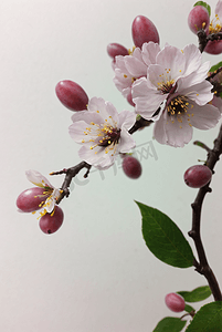 春天盛开的粉色桃花图片55