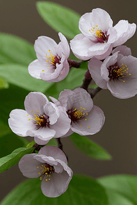 春天盛开的粉色桃花图片97