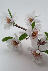 春天盛开的粉色桃花图片124