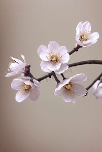 春天盛开的粉色桃花图片125