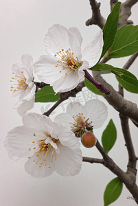 春天盛开的粉色桃花图片68