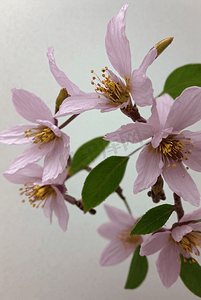春天盛开的粉色桃花图片151