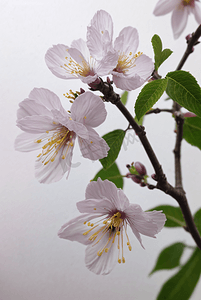 春天盛开的桃花摄影照片_春天盛开的粉色桃花图片60