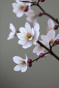 春天盛开的粉色桃花图片144