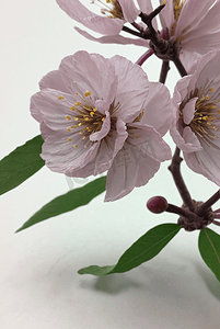 春天盛开的粉色桃花图片70