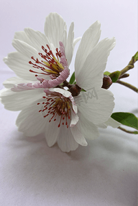 春天盛开的粉色桃花图片147
