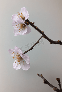 春天盛开的粉色桃花图片137