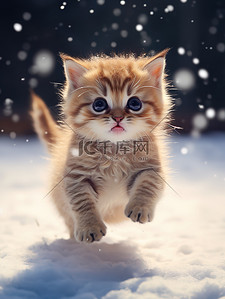 猫咪桌面壁纸背景图片_冬天的小猫雪中跳跃壁纸12背景