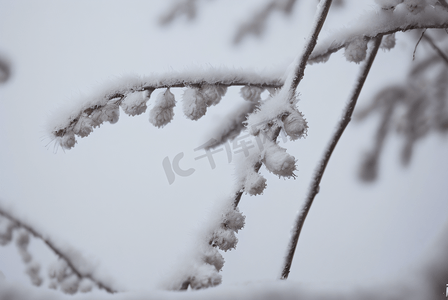 冬日树枝上的积雪图片0