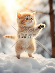 猫咪桌面壁纸背景图片_冬天的小猫雪中跳跃壁纸18素材