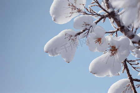 积雪图片摄影照片_冬日树枝上的积雪图片