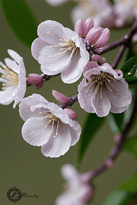 春天盛开的粉色桃花图片106