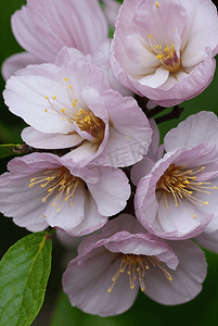 春天盛开的粉色桃花图片150