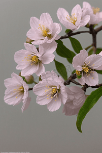 春天盛开的粉色桃花图片115