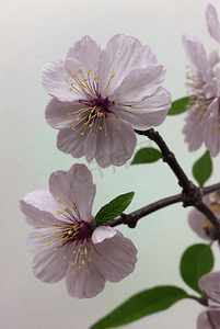 春天盛开的粉色桃花图片133