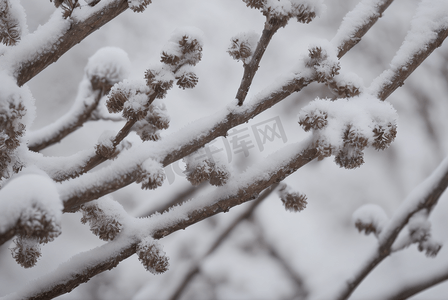 冬日树枝上的积雪图片1