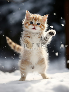 小猫背景图片_冬天的小猫雪中跳跃壁纸1背景图
