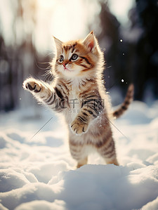 猫咪桌面壁纸背景图片_冬天的小猫雪中跳跃壁纸11背景图片